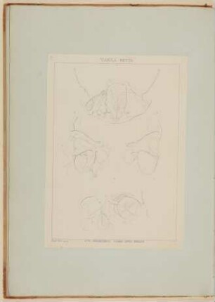 Die menschliche Augenhöhle [Vorzeichnung zu Samuel Thomas Soemmerring, Abbildungen des menschlichen Auges, Frankfurt am Main 1801, Tafel VII ("linearische" Darstellung)]