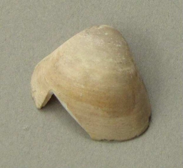 Anhänger aus Muschelschale