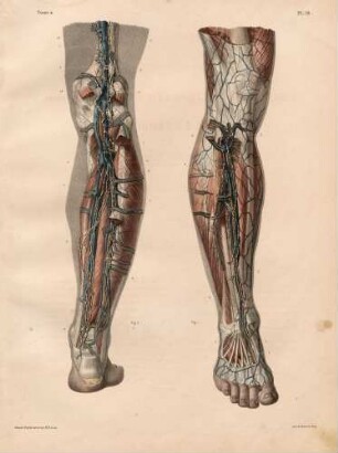 Tiefere Lymphgefäße und Lymphdrüsen im Bein