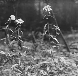 Zwiebel-Zahnwurz : Zwiebel-Zahnwurz (Cardamine bulbifera Linnaeus).