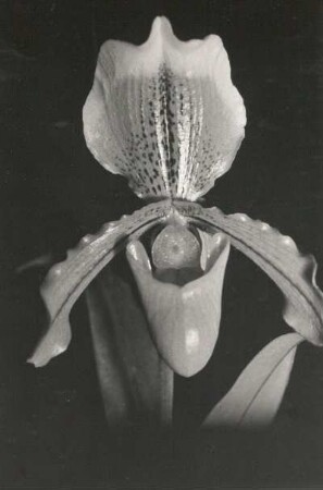 Venusschuh (Paphiopedilum spec.). Blüte