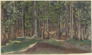 Waldinneres