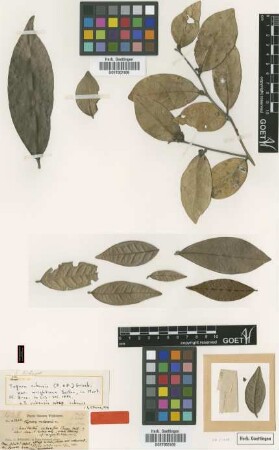 Tapura cubensis (P. & E.) Griseb. var. Baill. in Mart. wrightiana[syntype]
