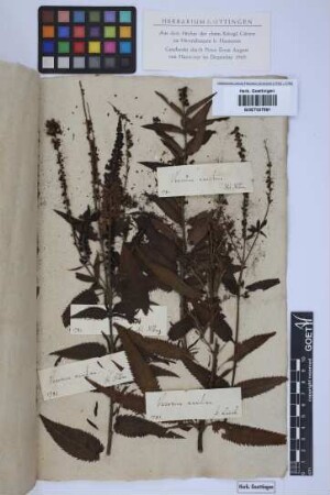 Veronica maritima L.