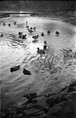 Enten auf dem winterlichen Stadtgartensee.