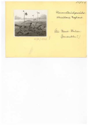 Wasserschlauchgewächse. Reproduktion aus: Anton Kerner von Marilaun, Adolph Hansen "Pflanzenleben 1. Gestalt und Leben der Pflanze", 1896
