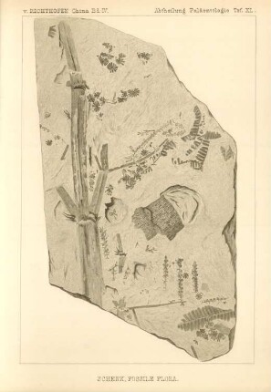 Schenk, Fossile Flora
