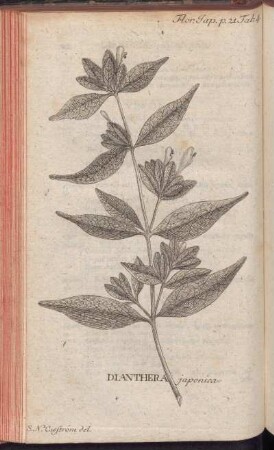Dianthera japonica