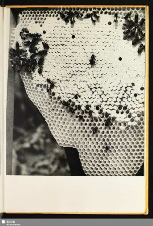 [Eine Bienenwabe]