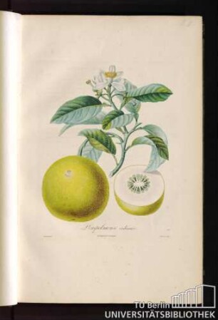 Pl. III. Pompelmouse ordinaire.