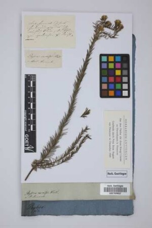 Phylica excelsa Wendl.