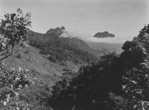 Bergwald : Dichte Vegetation im Norden der Uluguru-Berge