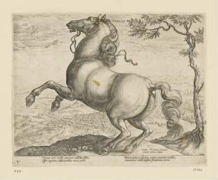 Tuscus, aus: "Pferde aus dem Stall von Johann von Österreich"