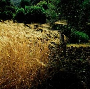 Naxos. Flutendes Getreide