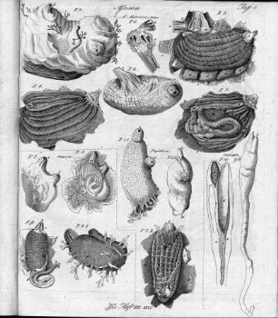 Tafel 8 zu Isis 1820 Heft VII. 1820