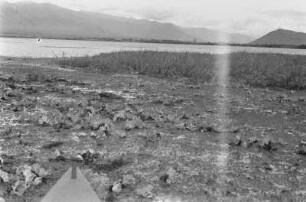 Der Kihurio-See : Blick über den mit Seerosen und Schilf bewachsenen Kihurio-See in Richtung der aufsteigenden Berge.