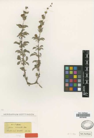 Salvia cedronella Boiss. [isotype]
