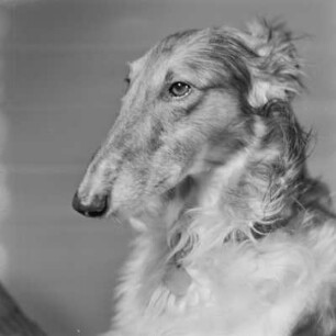 Windhund