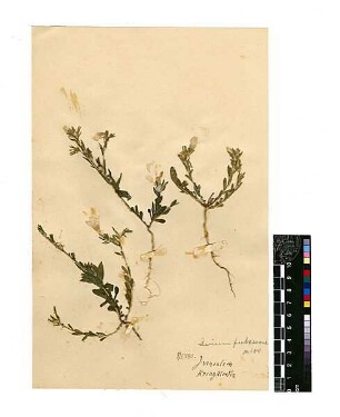 Linaceae Linum pubescens Russ, Georg Philip, geb. 1868 [Jerusalem, Yerushalayim, El Quds, Al-Quds, Al Quds, El Quds Esh Sherif, Al-Muqaddas, Jérusalem, Gerusalemme, Jerusalén, Aelia Capitolina, Colonia Aelia Capitolina, Hierosolyma, Urusalim, Jerusalem]