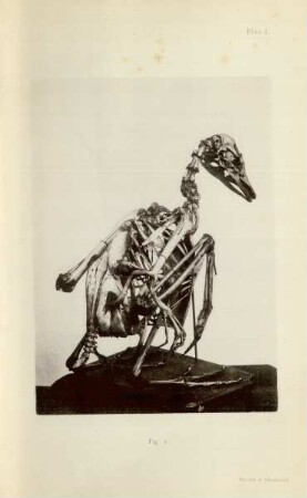 Plate I - plate XVI