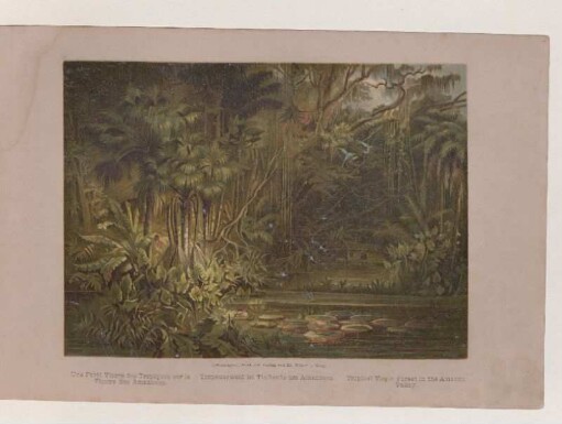 Tropenurwald im Tieflande am Amazonas