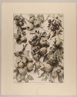 8. Festongruppen aus Quitte, Edelkastanie, Tulpenbaumfrucht, Citronen, Kürbissen, Granatapfel