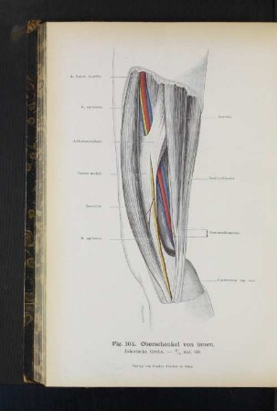 Fig. 104. Oberschenkel von