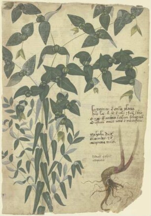 Kreuzblättrige Wolfsmilch (Euphorbia lathyrus spec.)