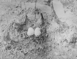 Flussregenpfeifer : Eschefelder Teiche, Flussregenpfeifer (Charadrius dubius Scopoli), Nest mit Gelege am Großteich.