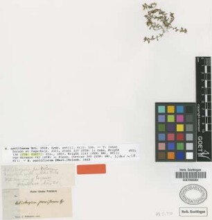 Heliotropium parciflorum (Mart.) Griseb.