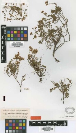Hypericum crenulatum Boiss. [type]