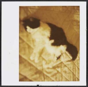 Siebecks Katze Frau Hoffmann in Puy-Saint-Martin