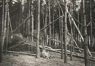 Mark Brandenburg. Ein Sturm hat gewütet. Windbrucch in einem märkischen Kiefenwald