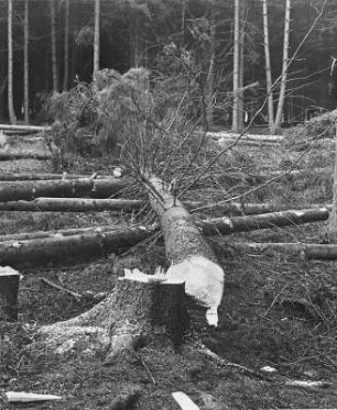 Fällen des Holzes: Gefällter Stamm : Technikgeschichte | Technologie | Holzgewinnung und Bearbeitung