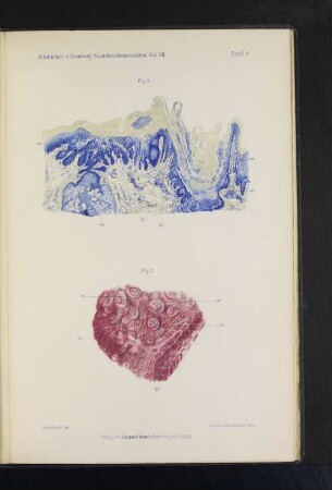 Jahrbücher d. Hamburg. Staatskrankenanstalten. Bd. XII. Tafel I bis VII.