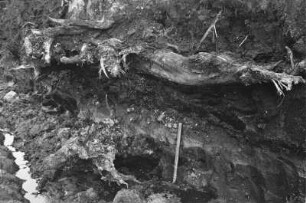 Baumwurzeln : Freigelegte Baumwurzeln.