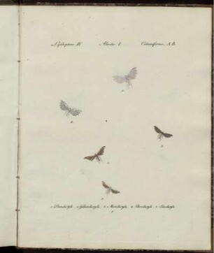 [Abb.] 1. [bis] [Abb.] 7. [siehe arabische Paginierung]