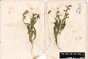 Cruciferae Matthiola oxyceras Candolle, Augustin Pyramus de (1778 - 1841)