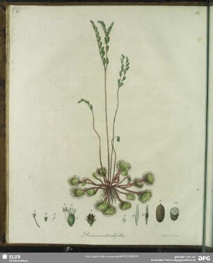 Drosera Rotundifolia. Tabula II.