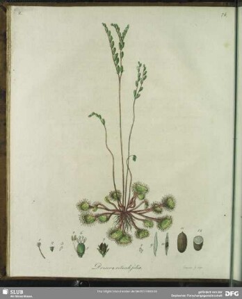 Drosera Rotundifolia. Tabula II.