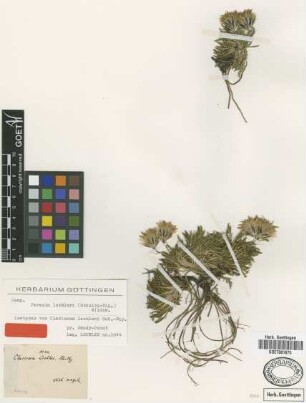 Clarionea lechleri Sch.Bip. [isotype]