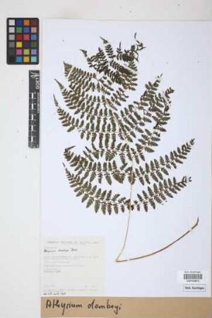 Athyrium dombeyi Desv.
