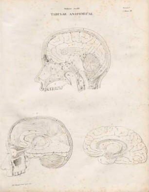 Partes encephali sectione verticali per longitudinem capitis a latere dextro exhibitae/ Fornix sinistri lateris extrinsecus oculis propositus/ Gyrus fornicatus dextri hemisphaerii a facie interna exhibitus (Lineartafel)