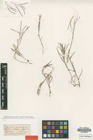 Arabis tibetica Hook.f. & Thomson [type]