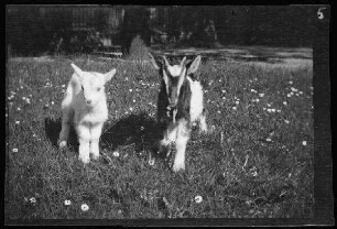 Landshut: Ziegenbock und Ziege [von Eugen von Frauenholz auf einer Wiese bei den Pferdeställen der Kaserne]