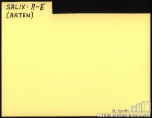 SALIX: Allgemein; Arten A-E