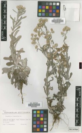 Gnaphalium luteoalbum L.