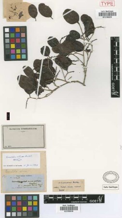 Coccoloba retusa Griseb. [holotype]