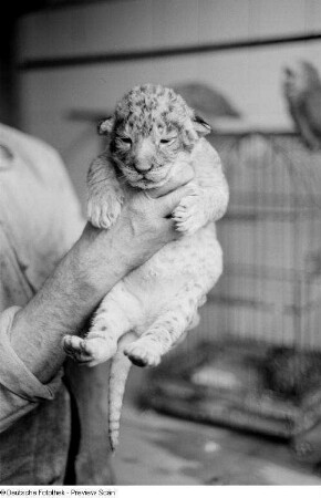 Tierpfleger mit einem Leopardenbaby