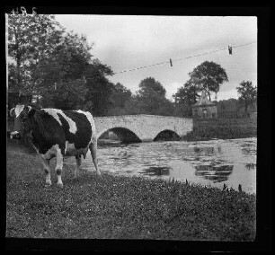 [Condè (?) (=Condé-sur-l'Escaut, Dep. Nord, Frankreich)]: "Brücke" [über die Schelde], im Vordergrund ein Rind